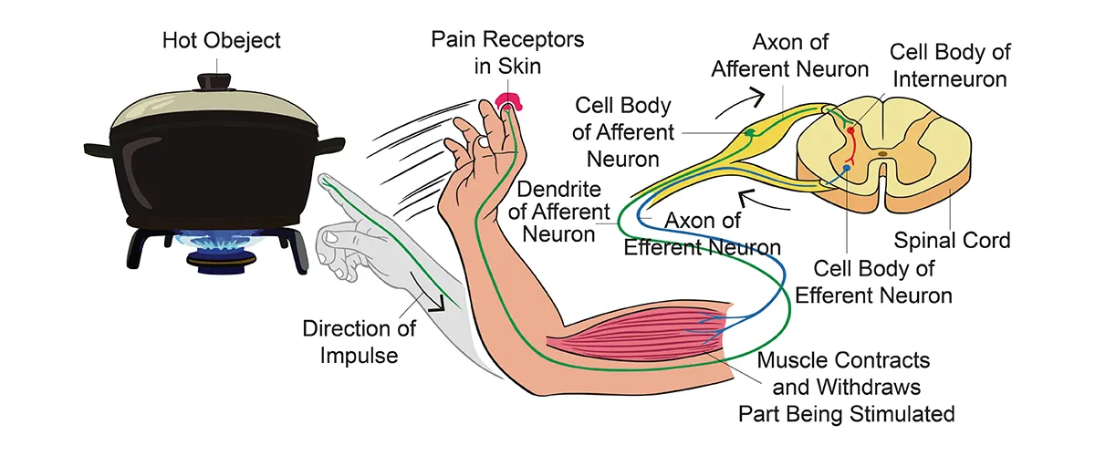 Reflex Arc