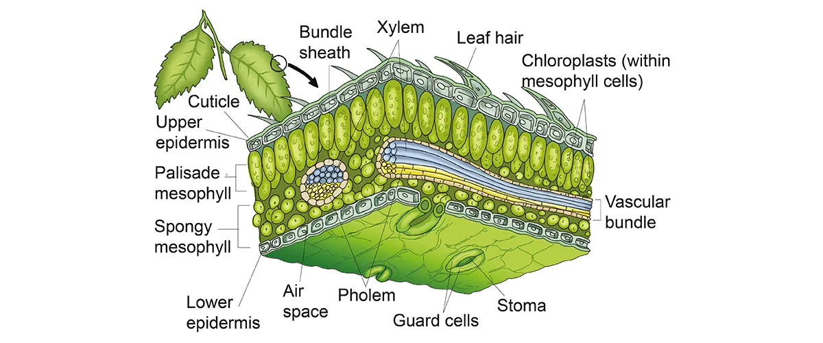 Cross-section of Leaf